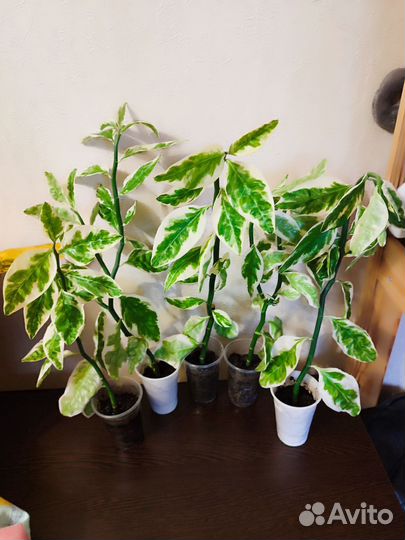 Педилантус