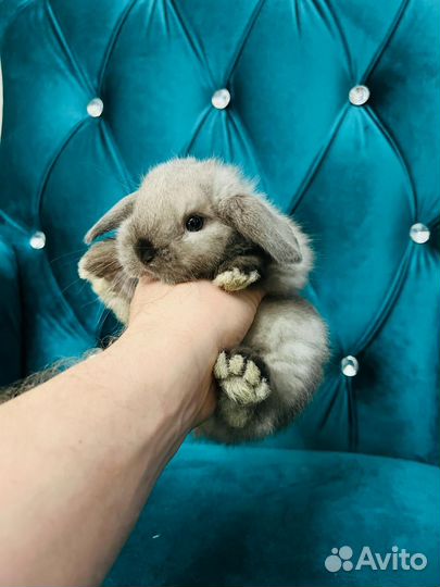 Мини кролики элитные карликовые декоративные