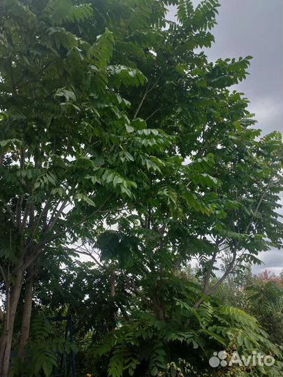 Саженцы манчжурского ореха