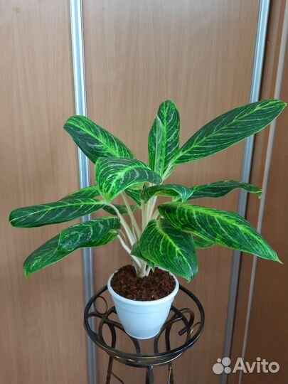 Аглаонемы разные