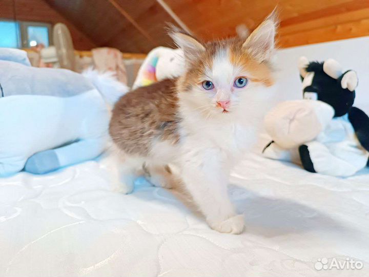 Котята в добрые руки бесплатно