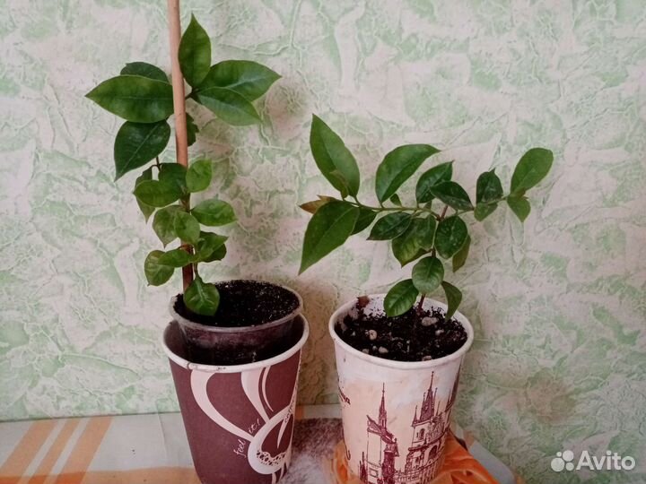 Гуаява кеттли (земляничная)