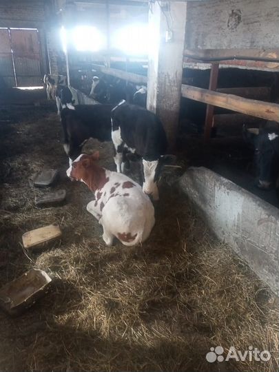 Бычки и телята от 2 месяцев