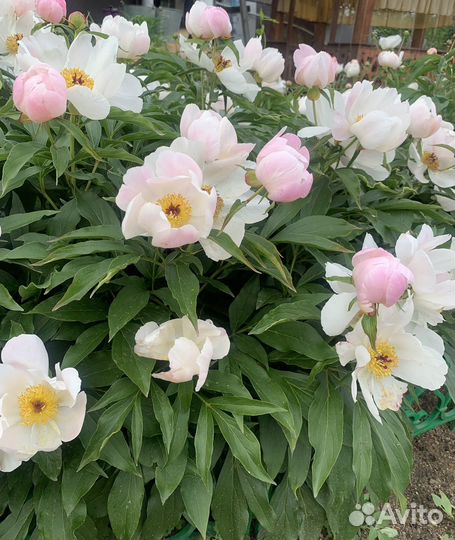 Марьины коренья