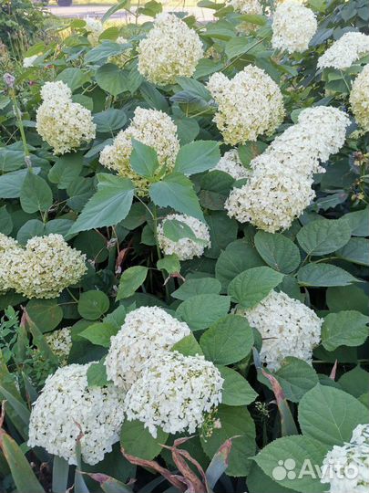 Хосты, лилейник, лилии