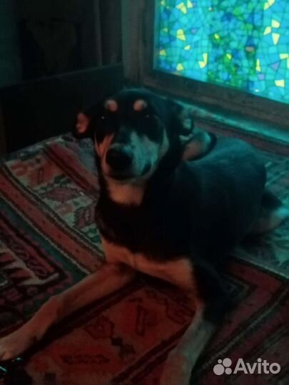 Мелкая Тося ищет дом