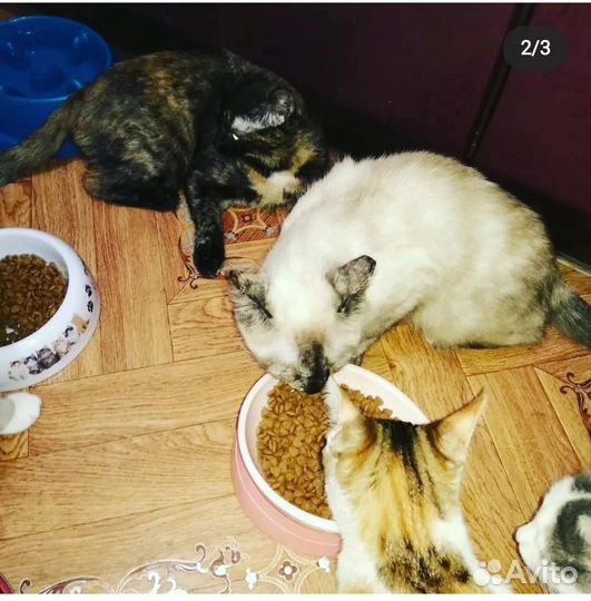 Кошечка Софа