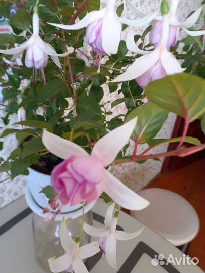 Укорененные отростки фуксии