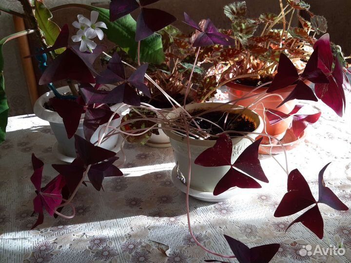 Комнатные цветы разные