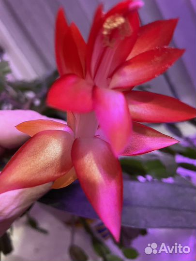 Декабрист оранжево-коралловый