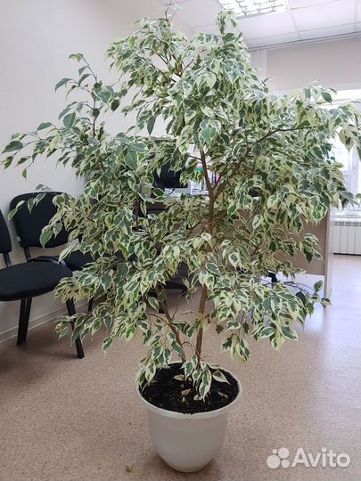 Домашние цветы