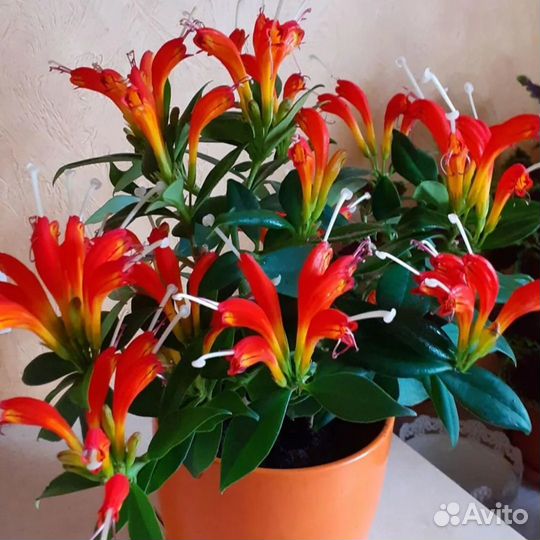 Эсхинантус