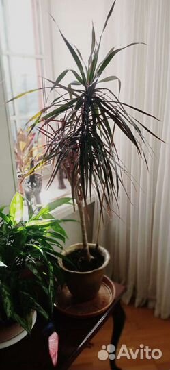 Фикусы и кротоны