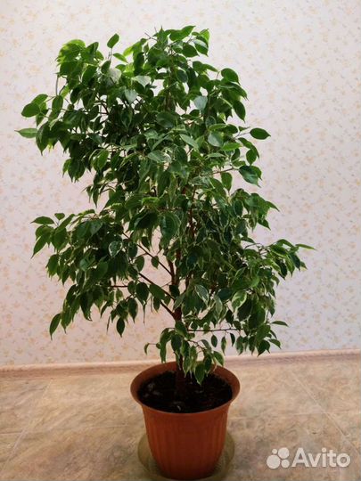 Фикусы Бенджамина