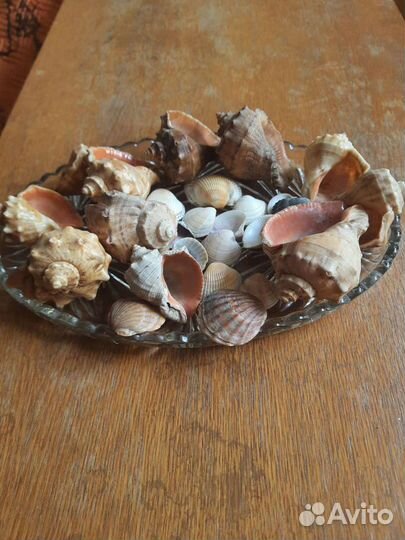 Морские ракушки раковины