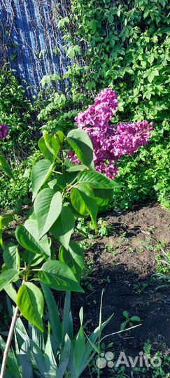 Молодые деревья сирени