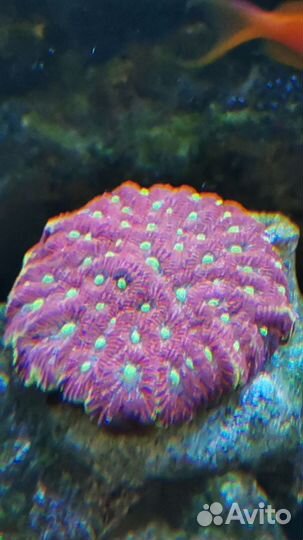 Фавия Инферно