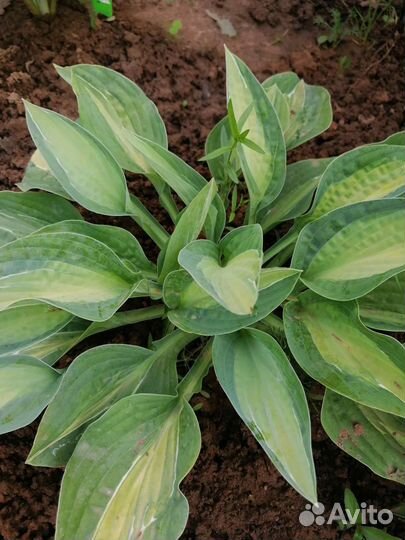 Хоста растение