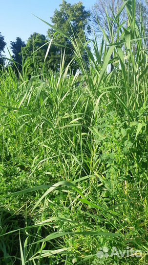 Продам сено новый урожай 2023