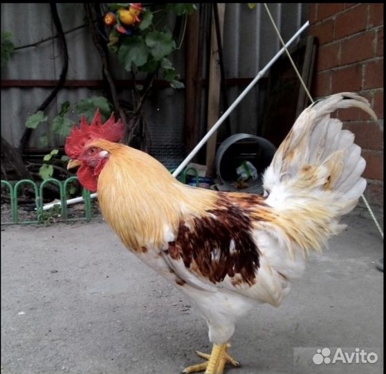 Куры несушки ломан braun, петухи