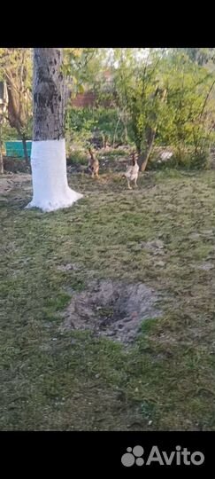 Бойцовая курица