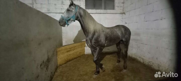 Постой для лошадей