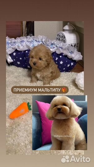Мальтипу ф1 Премиум щенки