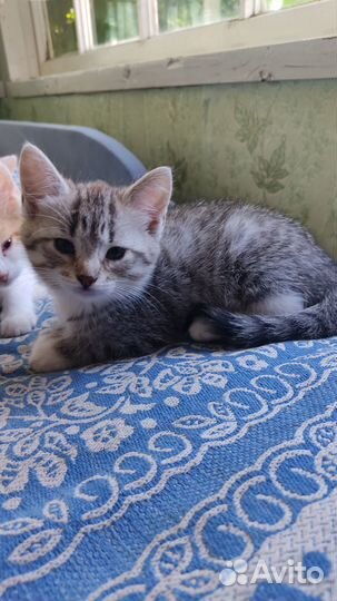 Котята - крысоловы