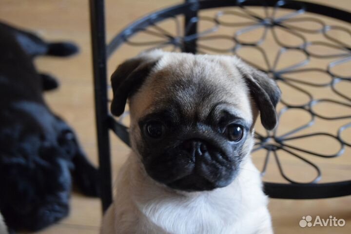 Щенок мопса