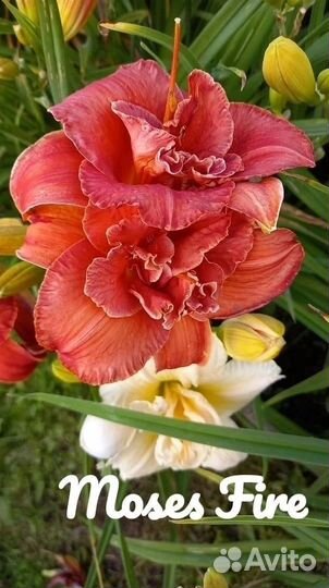 Лилейники сортовые