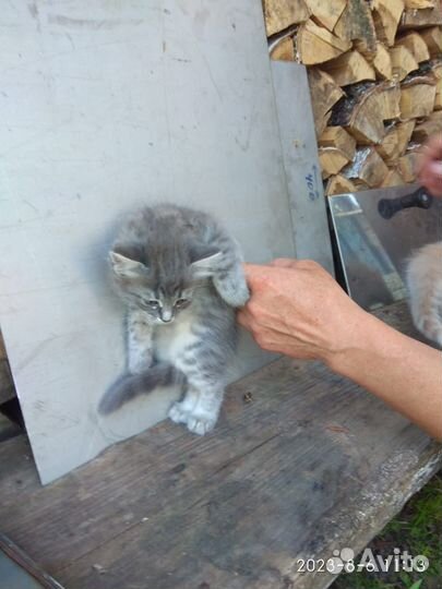 Котята пушистики ищут дом, семью и друга