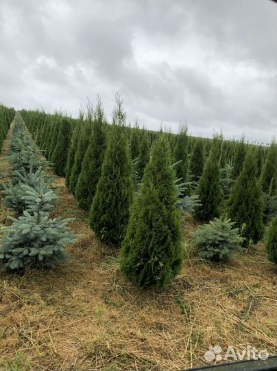 Туи из питомника