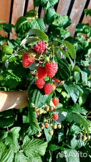 Саженцы ремонтантной малины