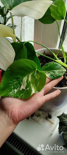 Монстера альба