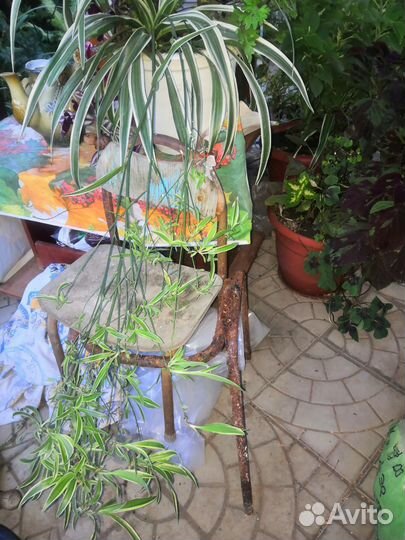 Хлорофитумы оранж