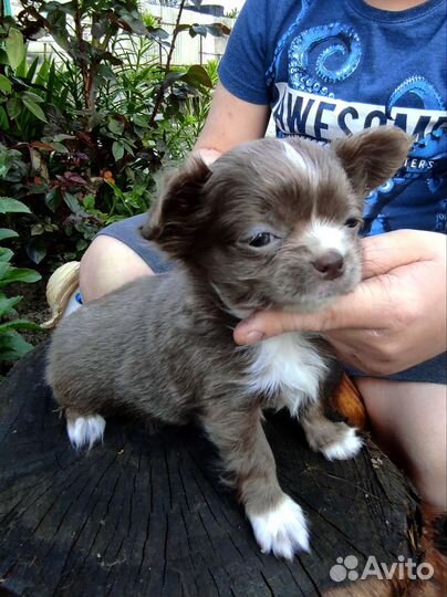 Щенки чихуахуа