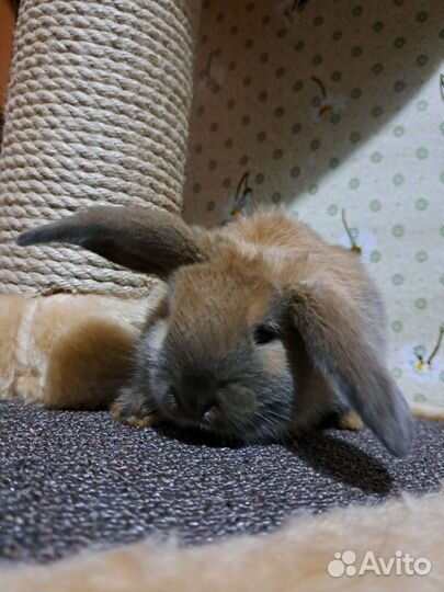 Декоративные карликовые кролики