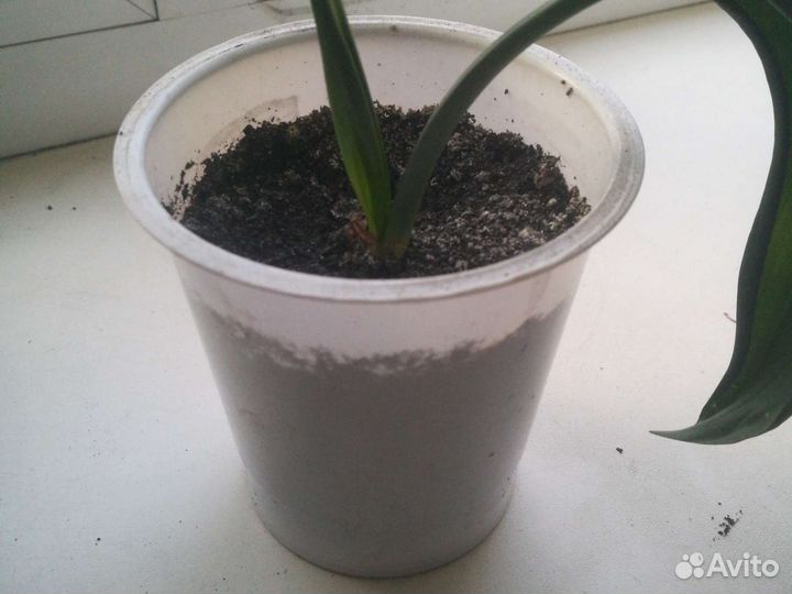 Эухарис амазонская лилия