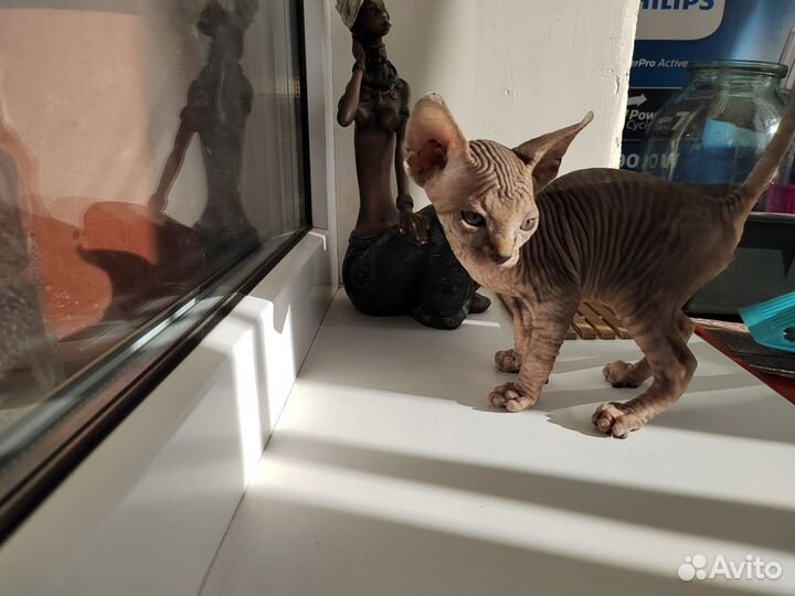 Канадский сфинкс котенок