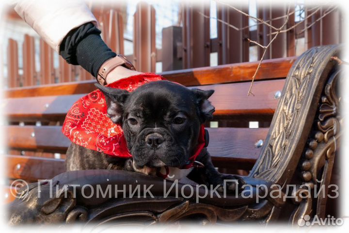 Французский бульдог девочка