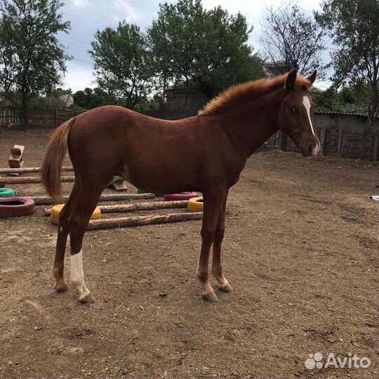 Жеребчик и Кобыла