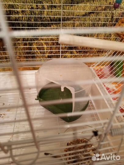 Волнистый попугай продам