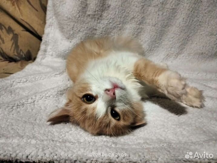 Кошка в дар