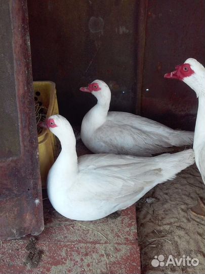 Утята белой мускусной утки