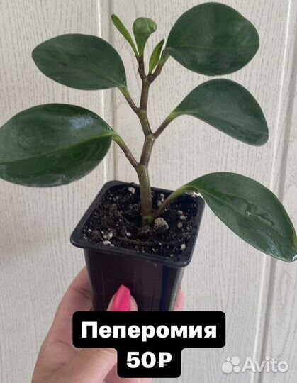 Пилея