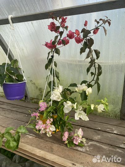 Бугенвиллия