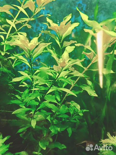 Аквариумные рыбки и растения