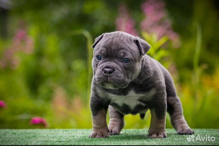 Щенки американского булли, открыт резерв