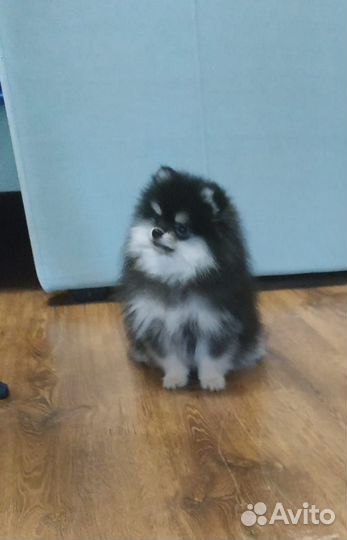 Щенок померанского шпица