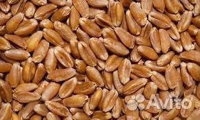 Зерно пшеница